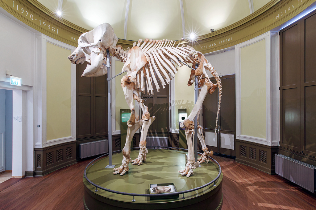 8natuurhistorisch-interieur.jpg (1)