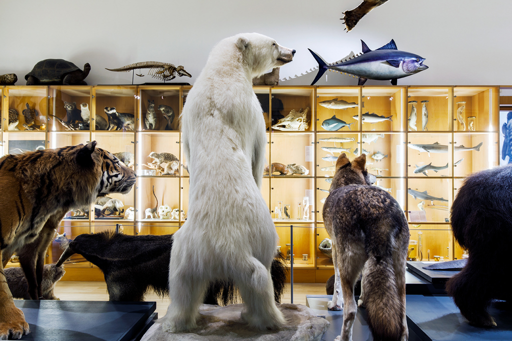39natuurhistorisch-interieur.jpg (1)